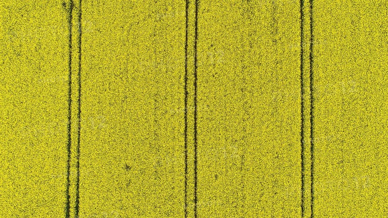 Yellow blooming field of rapeseed (Brassica napus) seen from the air, Mecklenburg-Western Pomerania, Germany, Europe