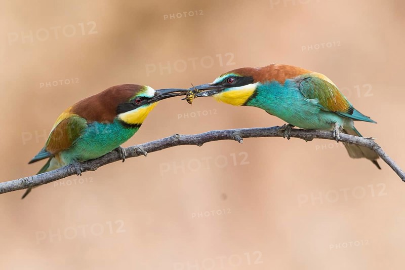 European Bee-eater (Merops apiaster) pair, feed transfer to female, Rhineland-Palatinate, Germany, Europe