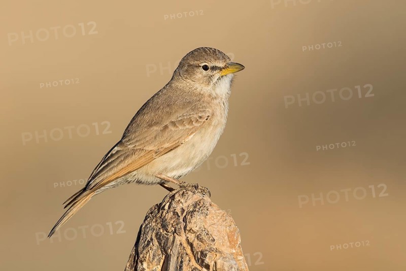 Desert Lark (Ammomanes deserti), Eilat, Israel, Asia