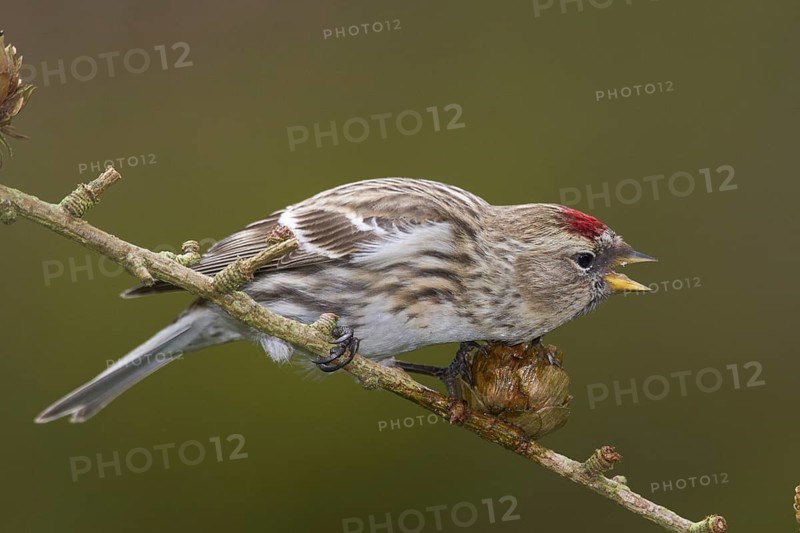 Lesser Redpoll (Acanthis cabaret), Wales, United Kingdom, Europe
