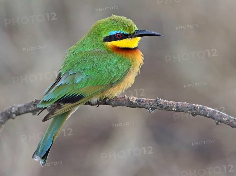 Green Bee-eater (Merops orientalis), Masai Mara, Kenya, Africa