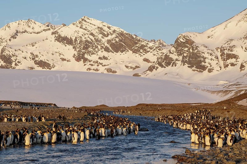 King Penguin (Aptenodytes patagonicus) perched on a rocky beach on South Georgia Island