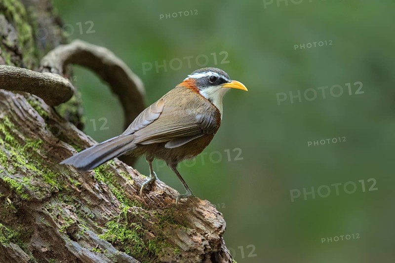White-browed Scimitar Babbler (Pomatorhinus schisticeps), Bidoup National Park, Vietnam, Asia