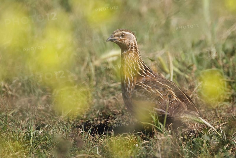 Common Quail (Coturnix coturnix), Western Cape, South Africa, Africa