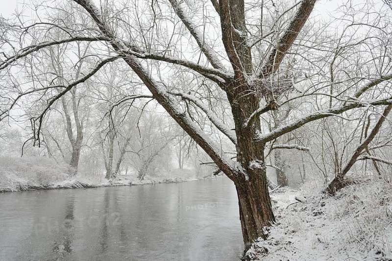 Winter landscape by a river, willows (Salix) on the bank in heavy snowfall, North Rhine-Westphalia, Germany, Europe