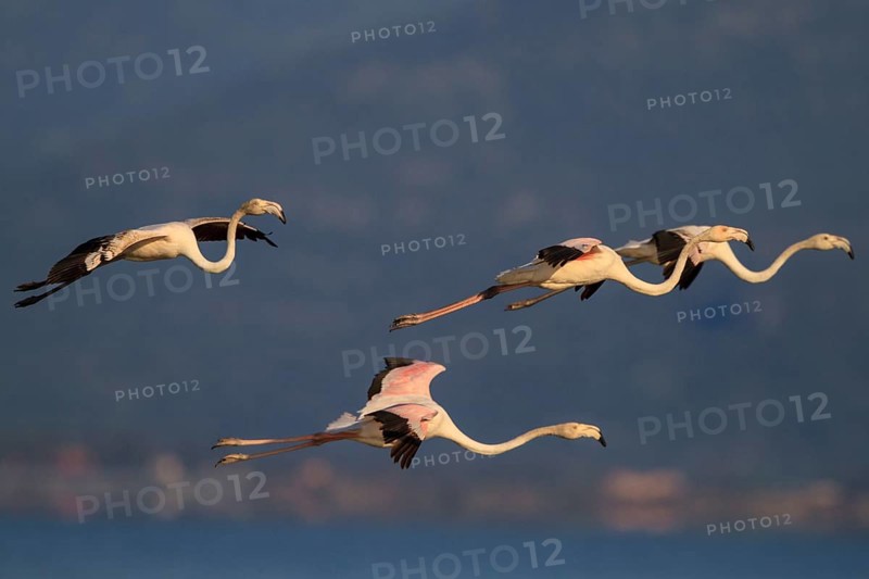 Greater Flamingo (Phoenicopterus roseus) flying, Greece, Europe