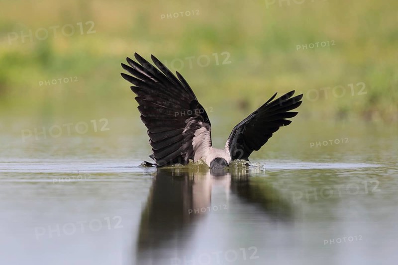 Hooded Crow (Corvus cornix), Hungary, Europe