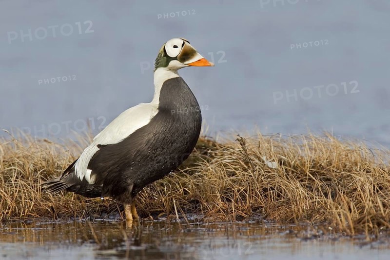 Spectacled Eider (Somateria fischeri) male, Alaska, USA, North America