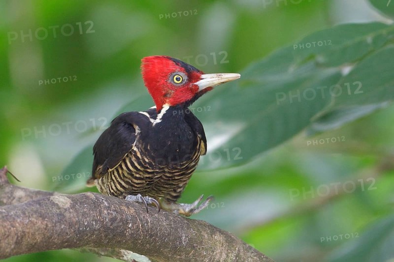 Pale-billed Woodpecker (Campephilus guatemalensis) perched on a branch in Costa Rica, Central America