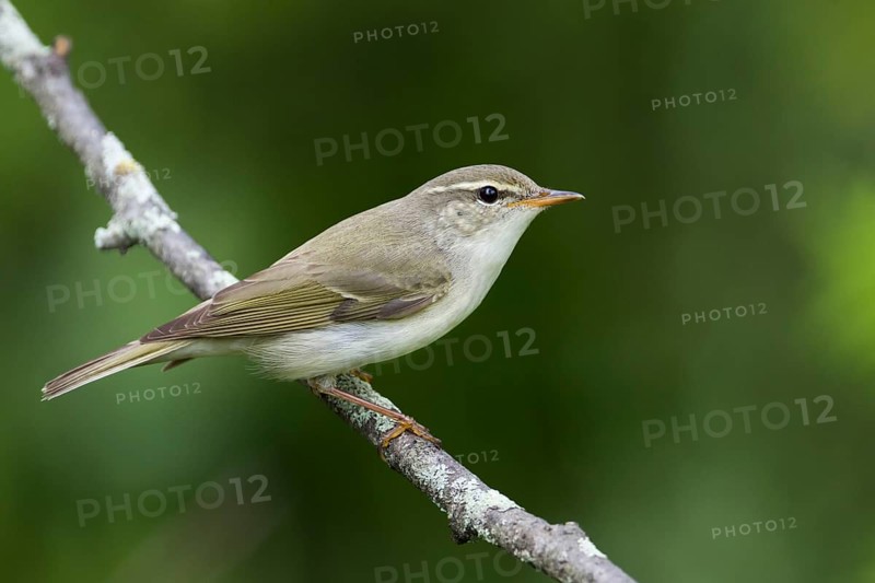 Arctic Warbler - Wanderlaubsänger - Phylloscopus borealis. Russia (Ural)