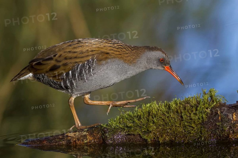 Water Rail (Rallus aquaticus), Cheshire, United Kingdom, Europe