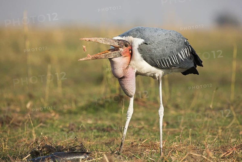 Marabou Stork (Leptoptilos crumenifer) feeding on a large catfish, Chobe, Botswana, Africa