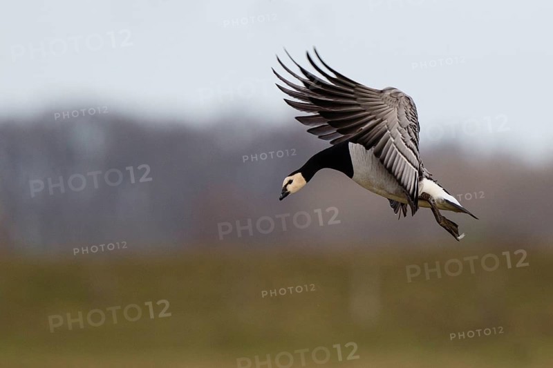 Barnacle Goose (Branta leucopsis) landing, North Rhine-Westphalia, Germany, Europe