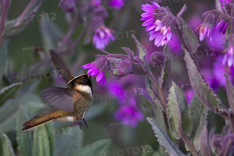 Buffy Helmetcrest (Oxypogon stuebelii) male feeding on flower nectar, Los Nevados National Park, Colombia, South America