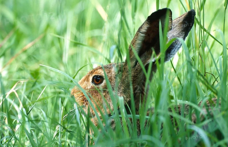 European brown hare (Lepus europaeus) sitting in its manger in a meadow, North Rhine-Westphalia, Germany, Europe