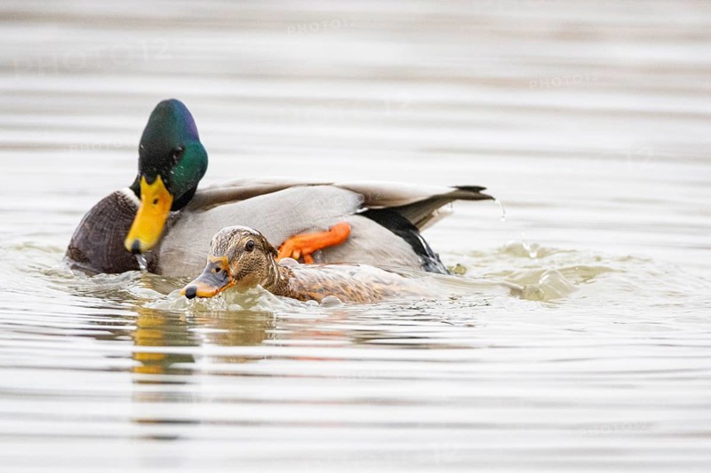 Mallard (Anas platyrhynchos) Mating Germany