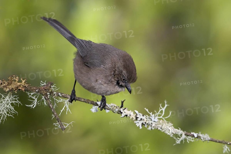 American Bushtit (Psaltriparus minimus), British Columbia, Canada, North America