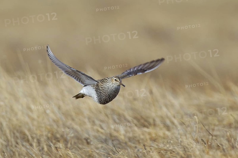 Pectoral Sandpiper (Calidris melanotos) juvenile flying, Alaska, USA, North America