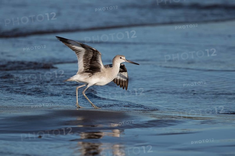 Willet (Tringa semipalmata inornata) taking flight, Santa Rosa, Guatemala, Central America
