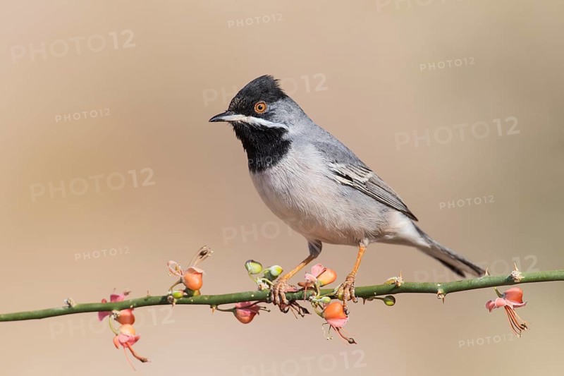 Rüppell's Warbler (Sylvia ruppeli) male, Eilat, Israel, Asia