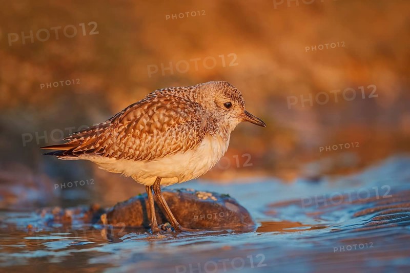 Kiebitzregenpfeifer, Pluvialis squatarola Grey Plover, amerik. Black-bellied Plover /