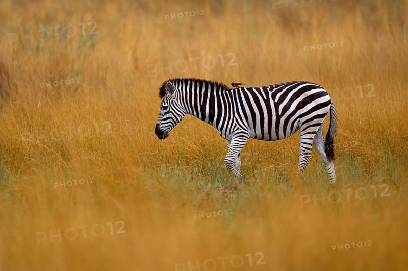Okavango delta, zebra. Zebra with yellow golden grass. Burchell's zebra, Equus quagga burchellii, Nxai Pan National Park, Botswana, Africa. Wild animal on the green meadow. African safari, Africa