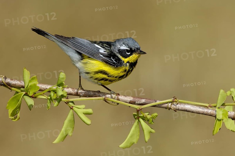 Magnolia Warbler (Setophaga magnolia), Texas, USA, North America