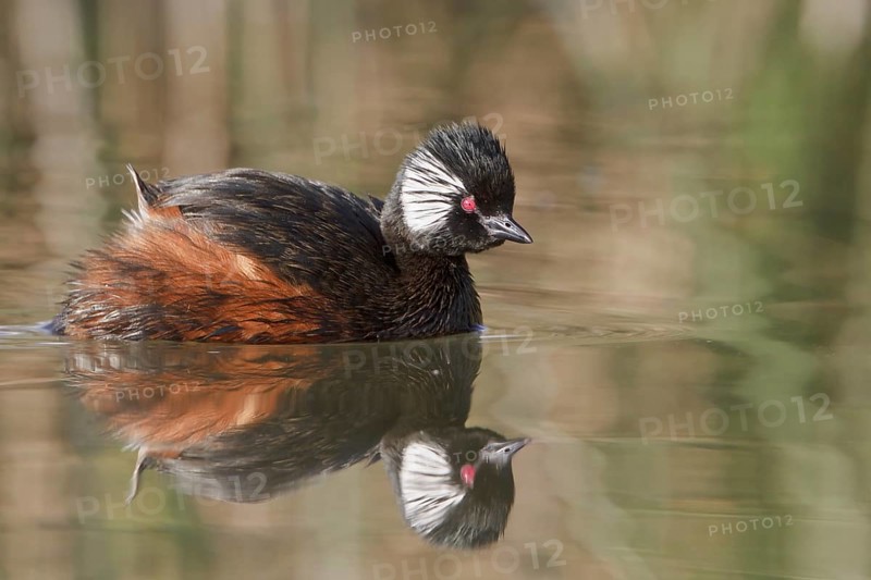 White-tufted Grebe (Rollandia rolland), Lago Huacarpay Reserve, Peru, South America
