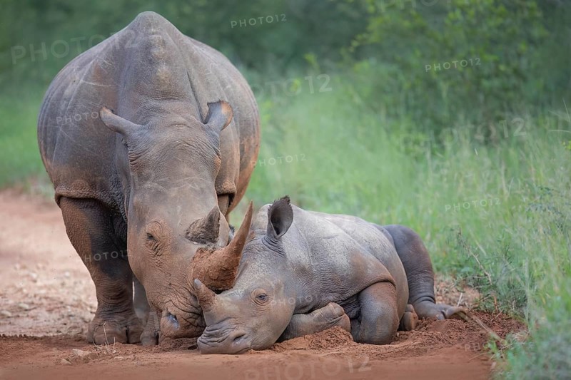 White rhinoceros (Ceratotherium simum) mother with calf, Kruger National Park, South Africa, Africa