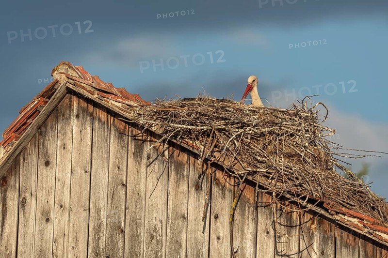 White stork (ciconia ciconia) incubating its eggs on its nest. The scene is peaceful and serene. Bas rhin, Alsace, France, Europe
