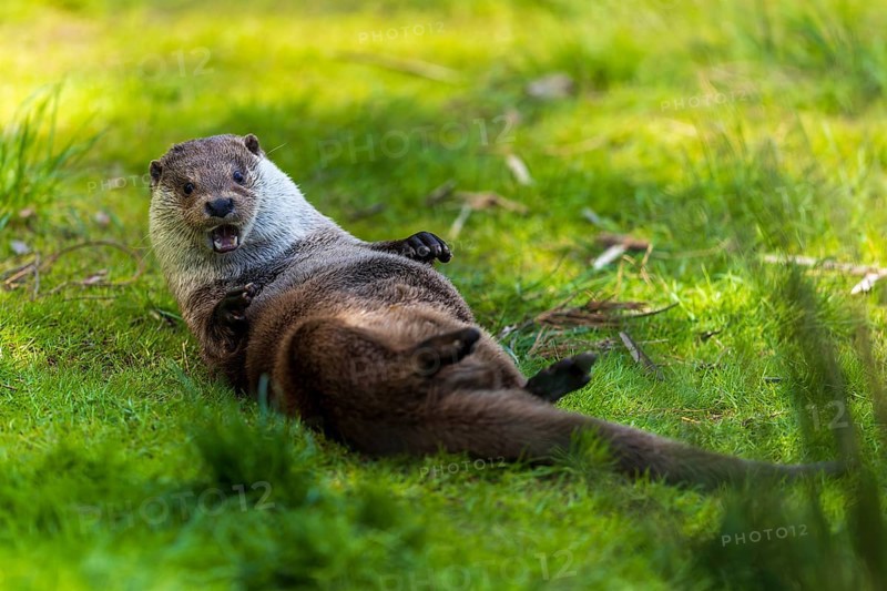 An otter lies on its back on a green meadow and looks playful, European otter (Lutra lutra), Germany, Europe