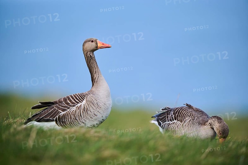Greylag goose (Anser anser) on a field, wildlife, Helgoland, Germany, Europe