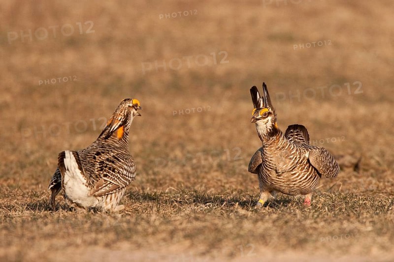 Greater Prairie Chicken (Tympanuchus cupido) male, Wisconsin, USA, North America