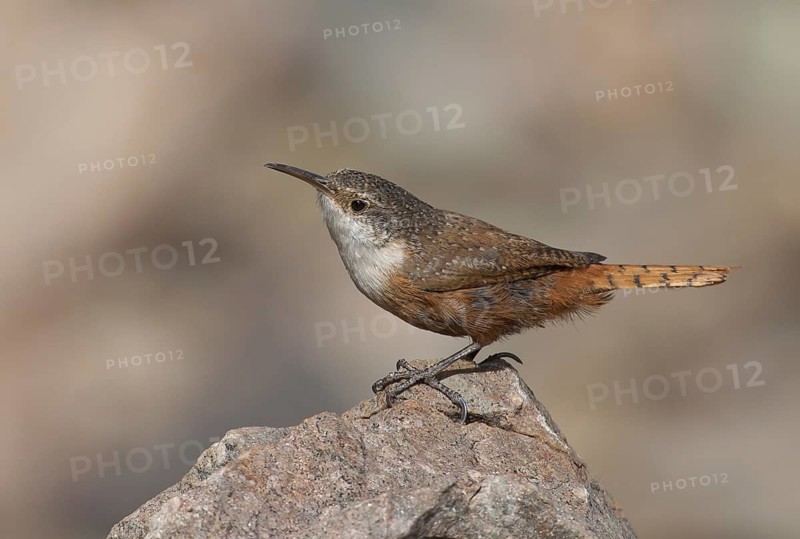 Canyon Wren (Catherpes mexicanus), Arizona, USA, North America