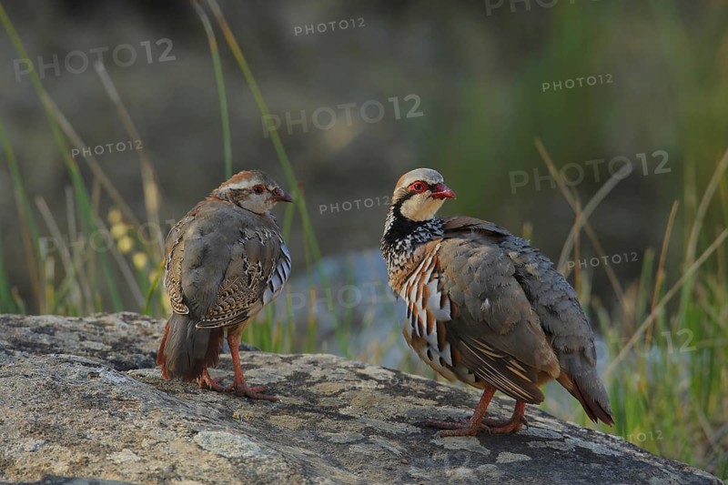 Red-legged Partridge (Alectoris rufa), Andalusia, Spain, Europe