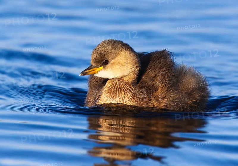 Little Grebe (Tachybaptus ruficollis), Peniche, Portugal, Europe
