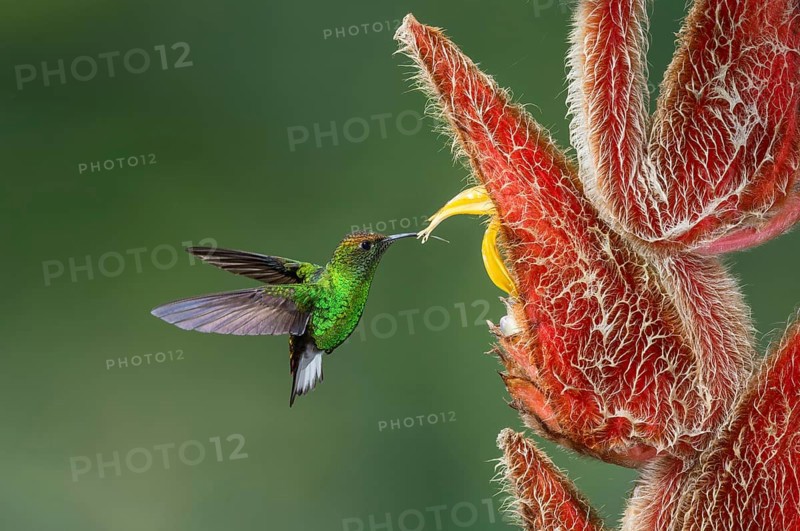 Coppery-headed Emerald (Elvira cupreiceps), Costa Rica, Central America
