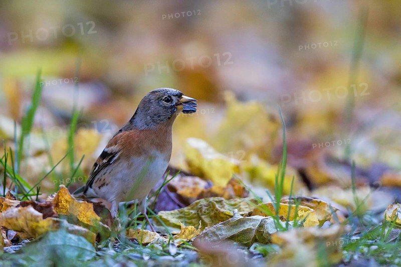 Brambling (Fringilla montifringilla) with sunflower seed in beak, Bavaria, Germany, Europe