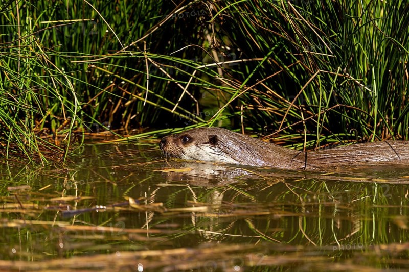 An otter swimming in the water camouflages itself in the reeds, European otter (Lutra lutra), Germany, Europe