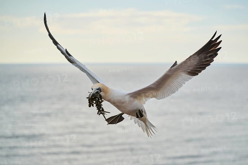 Northern gannet (Morus bassanus) flying over the sea with rivet material in the beak, landing wildlife, Helgoland, Germany, Europe