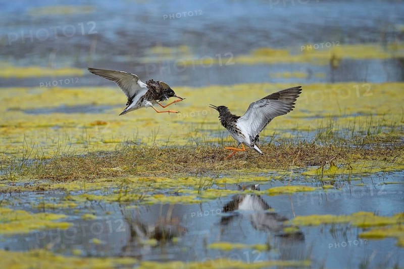 Kampfläufer (Philomachus pugnax) Ruff, male