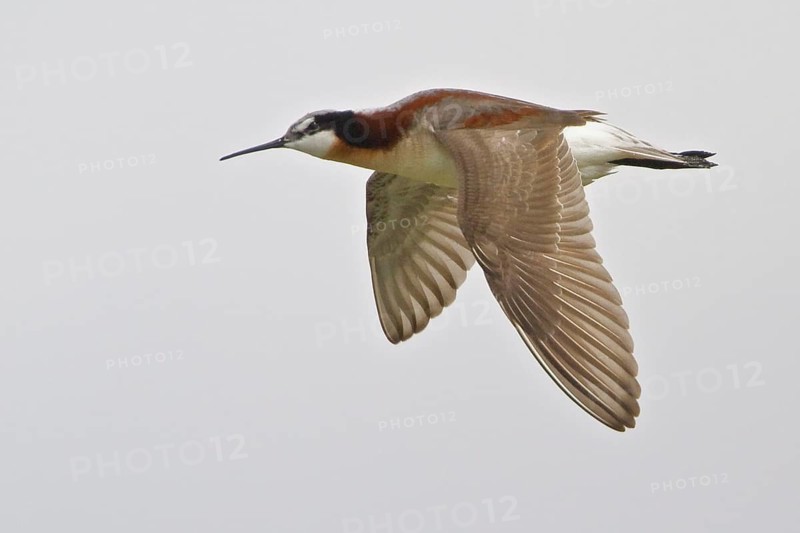 Wilson's Phalarope (Phalaropus tricolor) flying, Alberta, Canada, North America
