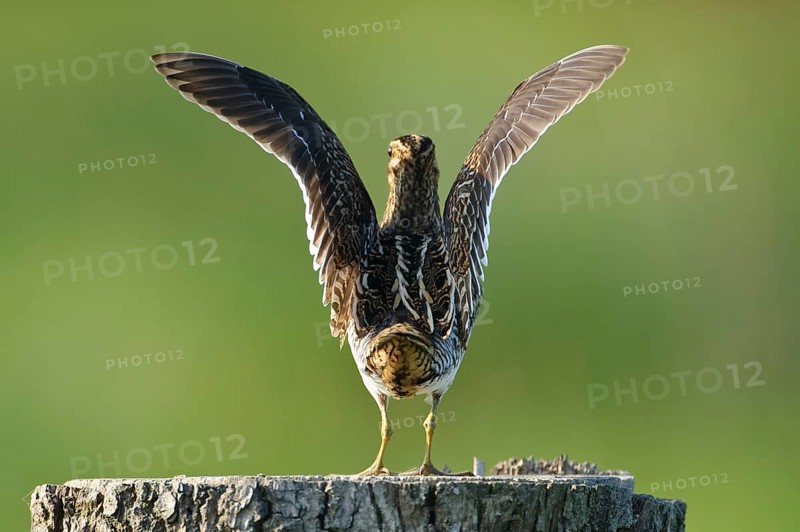 Common Snipe (Gallinago gallinago), Lower Saxony, Germany, Europe
