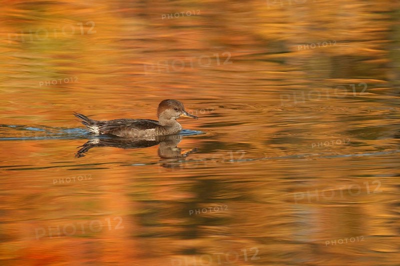Hooded Merganser (Lophodytes cucullatus) juvenile, Ohio, USA, North America