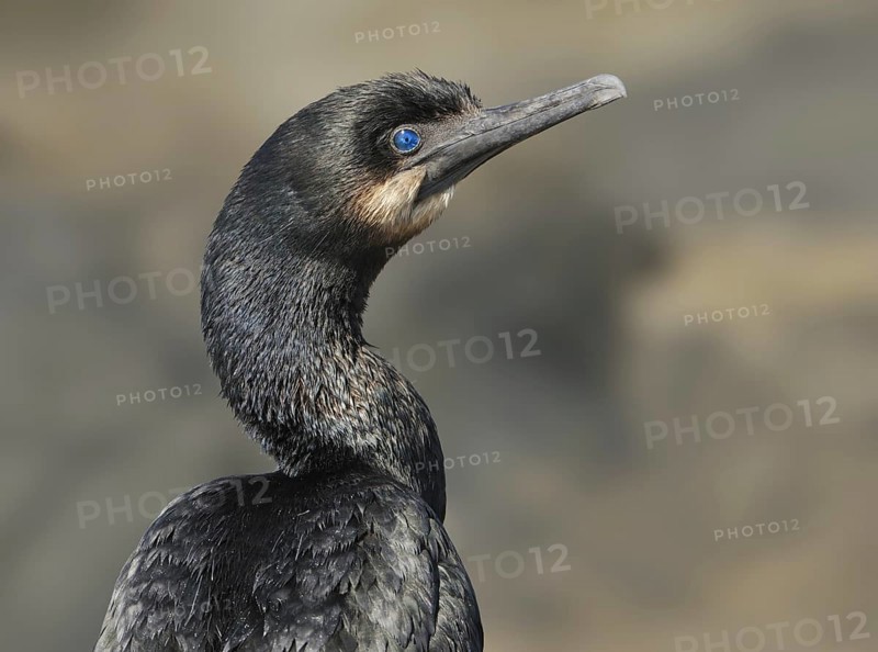Brandt's Cormorant (Phalacrocorax penicillatus), British Columbia, Canada, North America