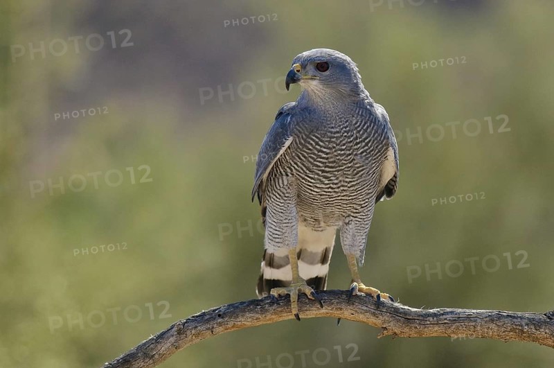Grey-lined Hawk (Buteo nitidus), Arizona, USA, North America