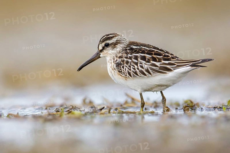 Broad-billed Sandpiper (Calidris falcinellus) foraging, Poland, Europe