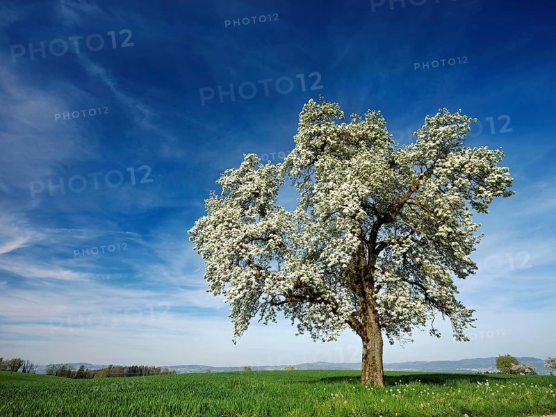 Flowering pear tree (Pyrus communis), Beinwil, Freiamt, Canton Aargau, Switzerland, Europe