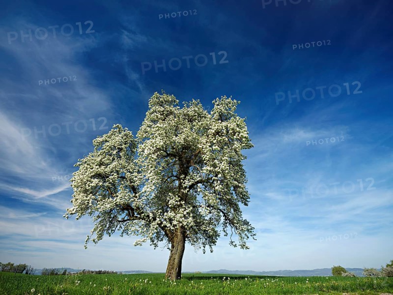 Flowering pear tree (Pyrus communis), Beinwil, Freiamt, Canton Aargau, Switzerland, Europe