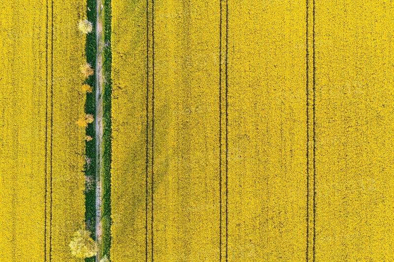 Avenue with blossoming fruit trees between rape fields, vertical aerial view in evening light, Wölkisch, Diera-Zehren, Saxony, Germany, Europe